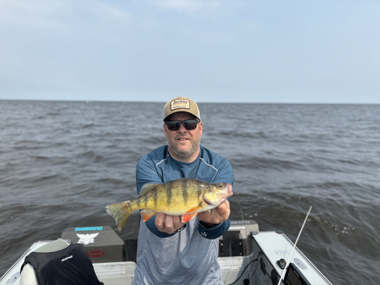 Yellow Perch