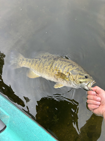 Smallmouth Bass