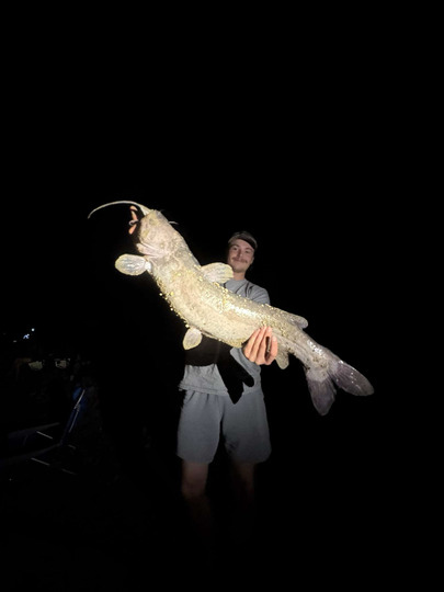 Channel Catfish