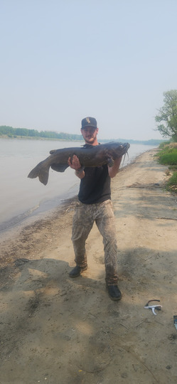 Channel Catfish