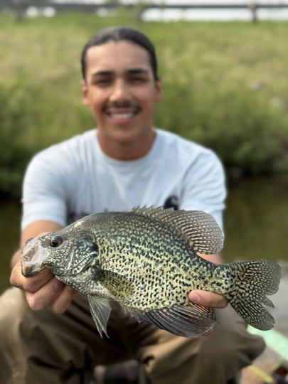 Black Crappie