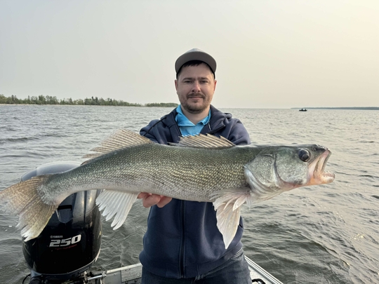 Walleye