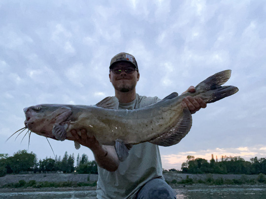 Channel Catfish