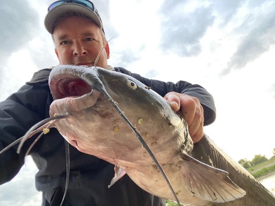 Channel Catfish