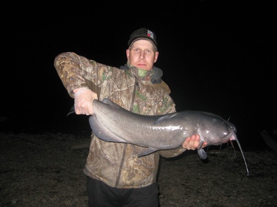 Channel Catfish