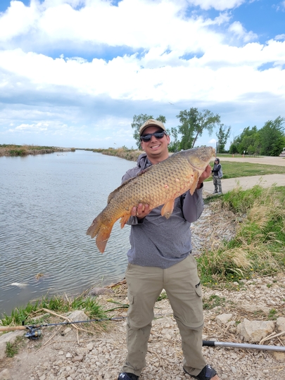 Common Carp