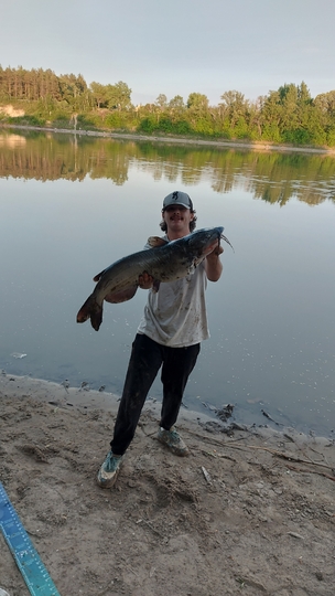 Channel Catfish