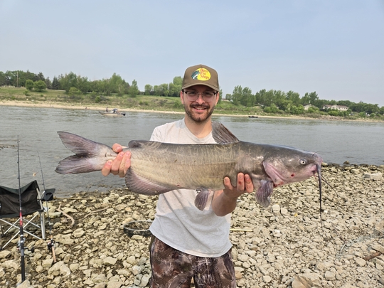 Channel Catfish