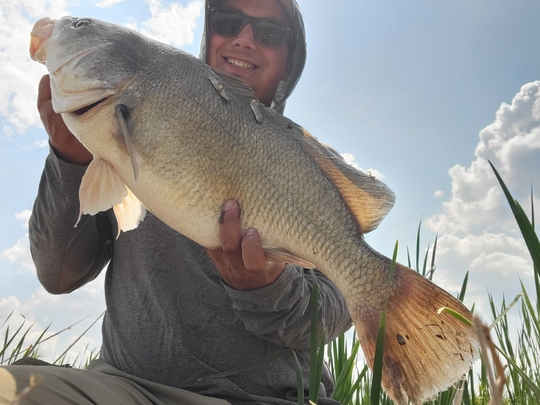 Freshwater Drum