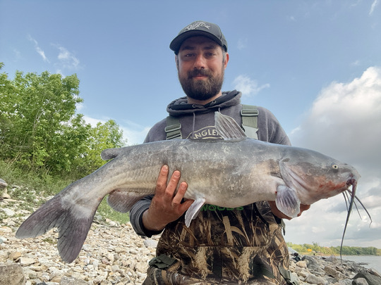 Channel Catfish