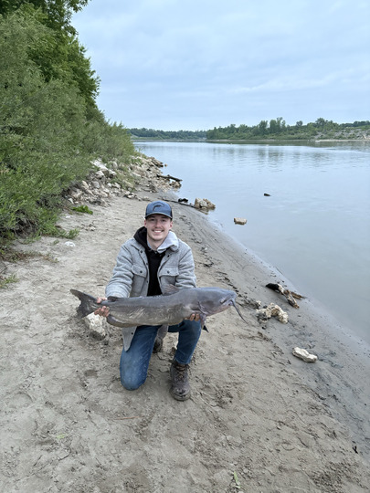 Channel Catfish