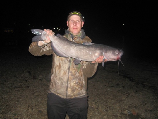 Channel Catfish