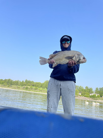 Freshwater Drum