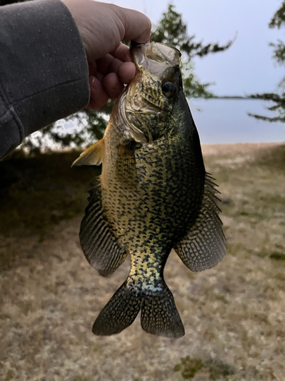 Black Crappie