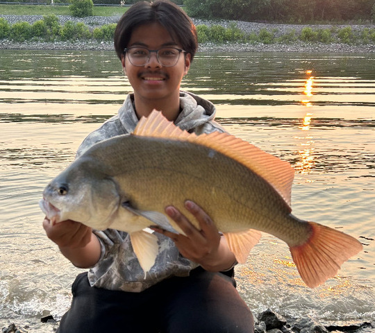 Freshwater Drum
