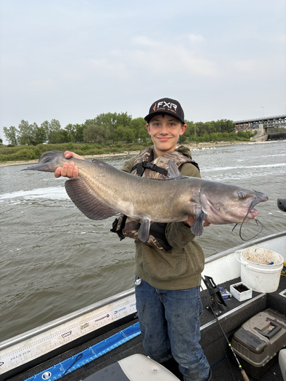 Channel Catfish