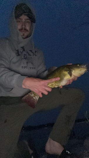 Bullhead