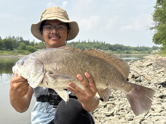 Freshwater Drum