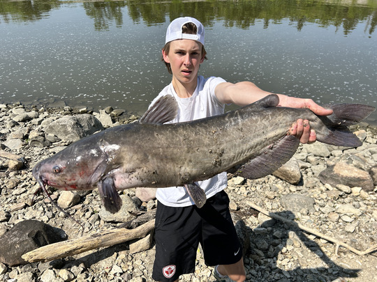 Channel Catfish
