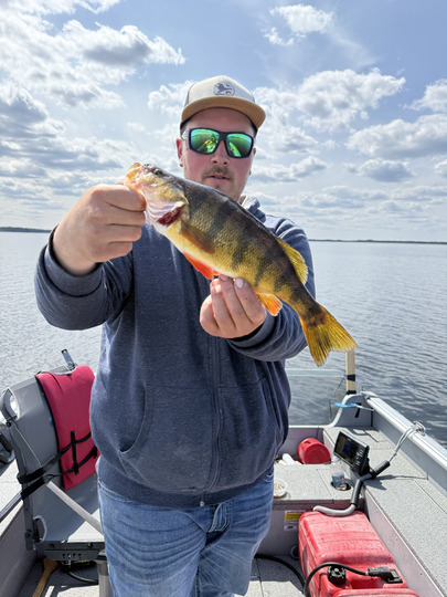 Yellow Perch