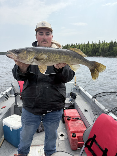 Walleye