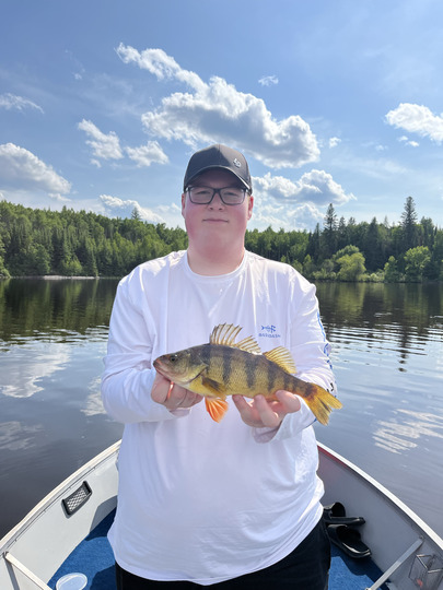 Yellow Perch