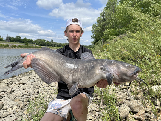 Channel Catfish