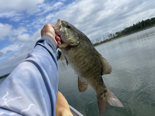 Smallmouth Bass