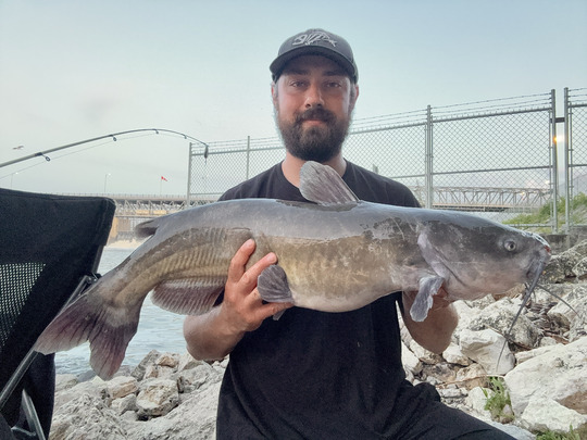 Channel Catfish
