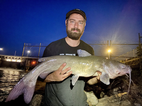 Channel Catfish