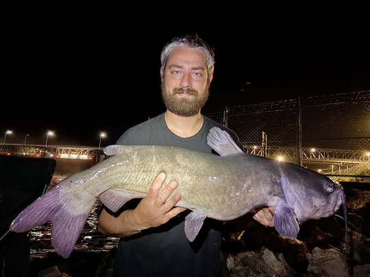 Channel Catfish