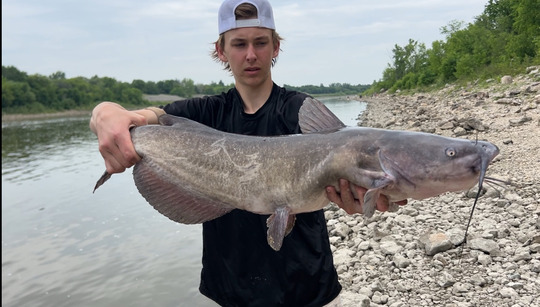 Channel Catfish