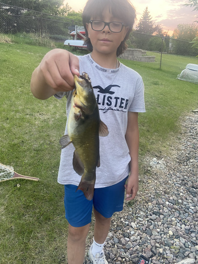 Bullhead
