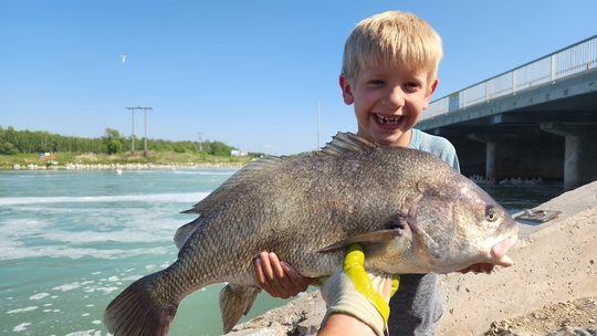 Freshwater Drum