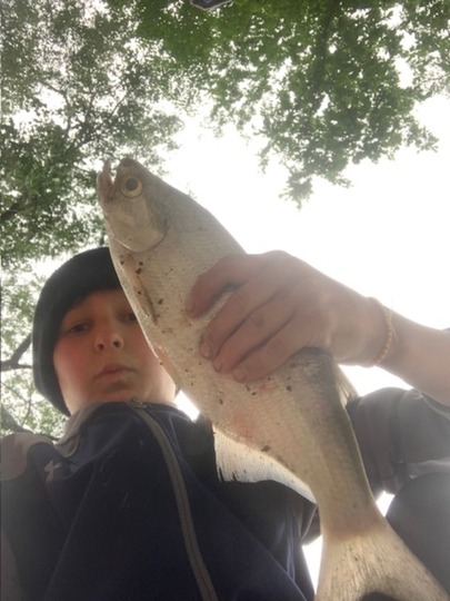 Goldeye