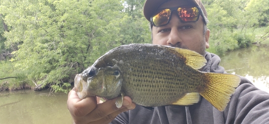 Rock Bass