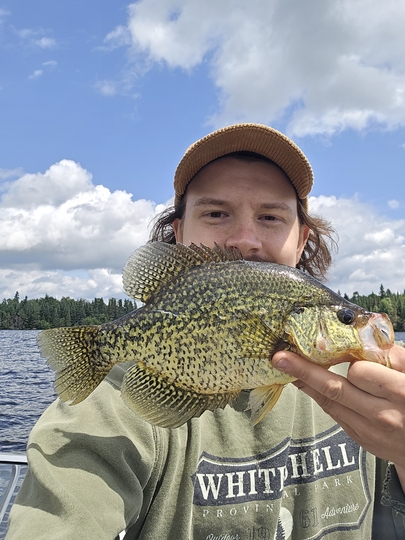Black Crappie