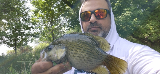 Rock Bass