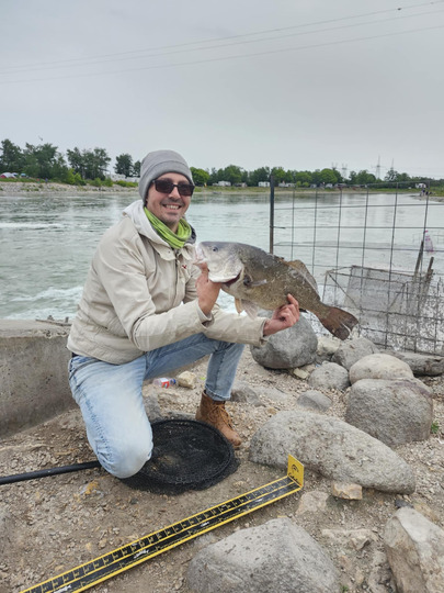 Freshwater Drum