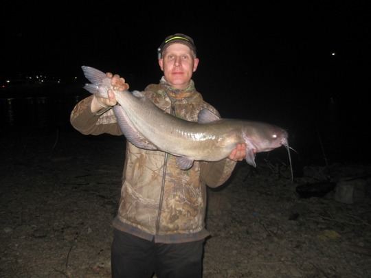 Channel Catfish