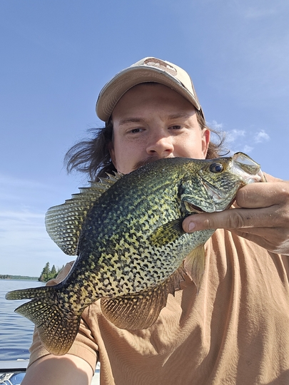 Black Crappie