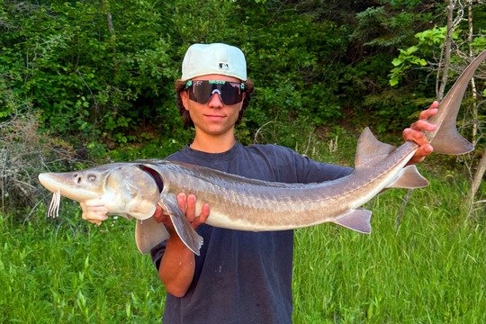 Lake Sturgeon