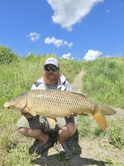 Common Carp