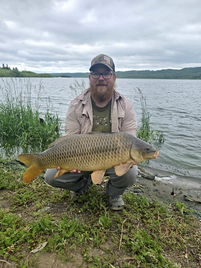 Common Carp