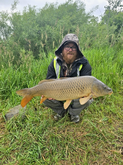 Common Carp
