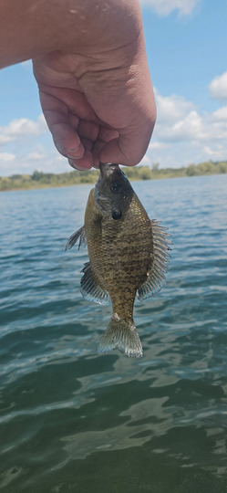 Sunfish
