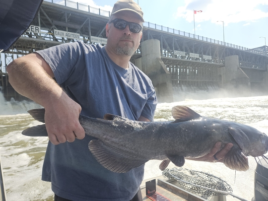 Channel Catfish