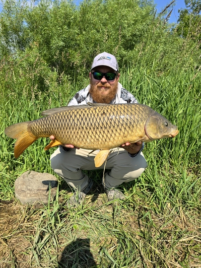 Common Carp