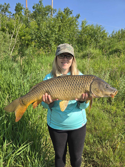 Common Carp