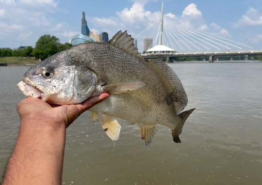 Freshwater Drum